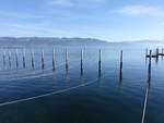 Am Bodensee bei Lindau mit Blick auf den Bregenzer Wald (20.02.2021)