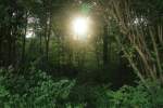 Bild aus einem Münchner Wald Juli 2014 