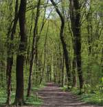 Wald in München Mai 2013