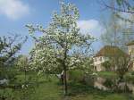 Blühende Bäume im Schloßpark von Schnodsenbach, Oberfranken (13.04.2014)