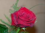Diese Rose ist von meinem Schatz zum Geburtstag.