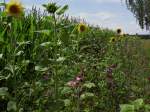 Sonnenblumen am Maisfeld bei Zaisertshofen, Kreis Unterallgu (18.07.2012)