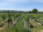 Weinberge bei Lindach in Unterfranken (28.05.2017)