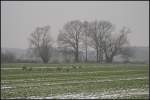 Eine Herde Rehe auf einem Acker an der Oder bei trben und diesigem Wetter (bei Guben, 24.12.2009)