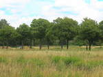 Schönefeld-Waßmannsdorf im Landkreis Dahme-Spreewald, Blick zur sommerlichen Waßmannsdorfer Allee am 02.