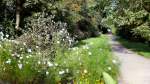 Wanderweg entlang der Panke, Sommer 2007