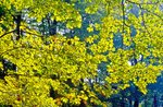 Herbstsonne und Buchenblätter im Park Sanssouci in Potsdam. Bild vom Dia. Aufnahme: Oktober 1992.