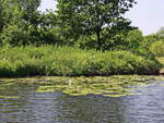 Teich- und Seerosen Kahn  in der Hauptspree nahe Lübben am 12. Juni 2019.