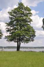 BERLIN, 27.05.2012, am Wannsee bei Kladow