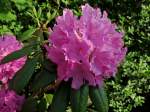 Rhododendron im Garten Berlin aufgenommen am 07.06.2015