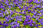 Garten-Stiefmütterchen (Viola wittrockiana) im Berliner Tiergarten.