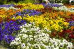 Blumenpracht im Berliner Tiergarten.