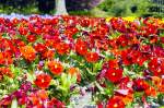 Fleißige Lieschen (Impatiens walleriana) im Berliner Tiergarten.