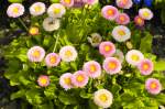 Bellis perennis im Charlottenburger Schlossgarten in Berlin. Aufnahme: 3. Mai 2008.