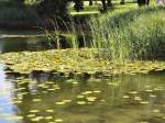 Britzer Garten, Seerosen im Sommer 2007, Berlin-Britz