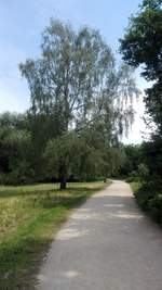 Berlin. Eine freistehende Birke im Schlosspark Charlottenburg. Aufgenommen am 04.06.2020.