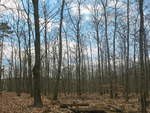 Am Schmetterlingsplatz nahe dem Schildhornweg am S Bahnhof Berlin Grunewald am 03. April 2021.