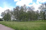 Birkenwald im Landschaftspark Rudow-Altglienicke am 24.