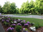 Beete im Schlo�park Niedersch�nhausen (24.05.2026)