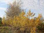 Herbstlichter Landschaftsblick am 13. November 2011 am südlichen Berliner Außenring bei Diedersdorf.