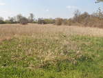 Feld (mit Wildwuchs) in der Landschaft am Wulzenplan in  Zossen nahe der Bunndesstraße 249 am 28.