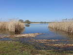 Schilfg�rtel am Blankenburger See, Uckermark (11.04.2026)