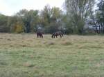 Pferde, Landschaft bei Kassel - Oktober 2008