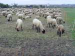 Schafe bei Kassel - Oktober 2008