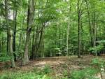 Blick in den dichten Laubwald in den das Sonnenlicht fällt. Aufgenommen an der 9. Schneise auf der Hohen Warte bei Fernwald Annerod. Foto vom 25.06.2020.