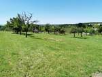 Blick auf die Streuobstwiesen am Ortsrand von Fernwald Annerod. Aufgenommen am 24.06.2020 von der Verlängerung der Kirchstraße zwischen Gartenstr. und Friedhof.