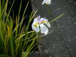 unterwegs im Botanischen Garten von Marburg, Pfingsten 2009