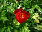 unterwegs im Botanischen Garten von Marburg, Pfingsten 2009