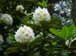 Rhododendron im Botanischen Garten von Marburg, Pfingsten 2009