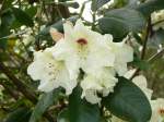 Rhododendron im Botanischen Garten von Marburg, Pfingsten 2009