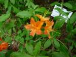 Rhododendron im Botanischen Garten von Marburg, Pfingsten 2009