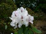 Rhododendron im Botanischen Garten von Marburg, Pfingsten 2009