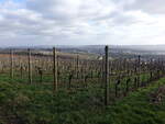 Weinberge bei Rüdesheim a.