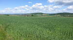 Getreidefelder bei Rodenbach in der Heldenbergener Wetterau (29.05.2021)