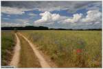 Sommer auf Usedom 2010: Feldflur bei Quilitz, Lieper Winkel