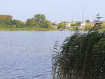 Pflanzen am Ufer des Schloonsee am 29. August 2019. 