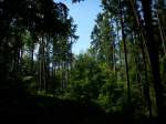 Im Wald bei Bergen/Rgen.