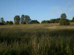 Feld-und Waldlandschaft in der Abendsonne bei Bergen/Rgen.