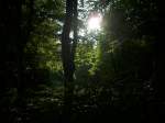 Abendstimmung im Wald bei Bergen/Rgen.