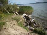 Am Ufer vom Kleinen Jasmunder Bodden bei Lietzow.