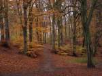 Herbst 2009 im Stadtwald von Bergen/Rgen.