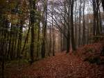 Wenige Wochen und es gibt vielleicht Schnee.Aufgenommen im Rugardwald bei Bergen/Rgen.