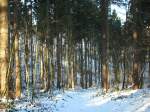 Winterlandschaft im Rugardwald bei Bergen/Rgen Anfang Januar 2010.