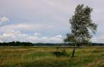 Heidelandschaft am Selliner See.