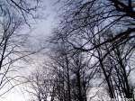 Blick in die Baumkronen (Stralsund, am 13.01.07)