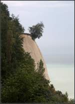 Ein Baum am Abgrund -     Wie lange kann er sich noch halten? Kreideküste auf Rügen nördlich von Sassnitz.